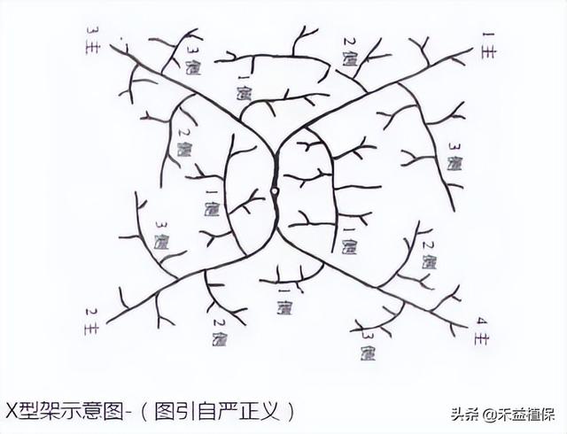 哪种葡萄架式最好、产量最高、最好管理？推荐这五种