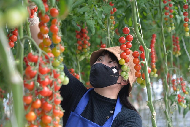 有的蔬菜不能连续种？有的不能挨着？种菜前需要了解清楚