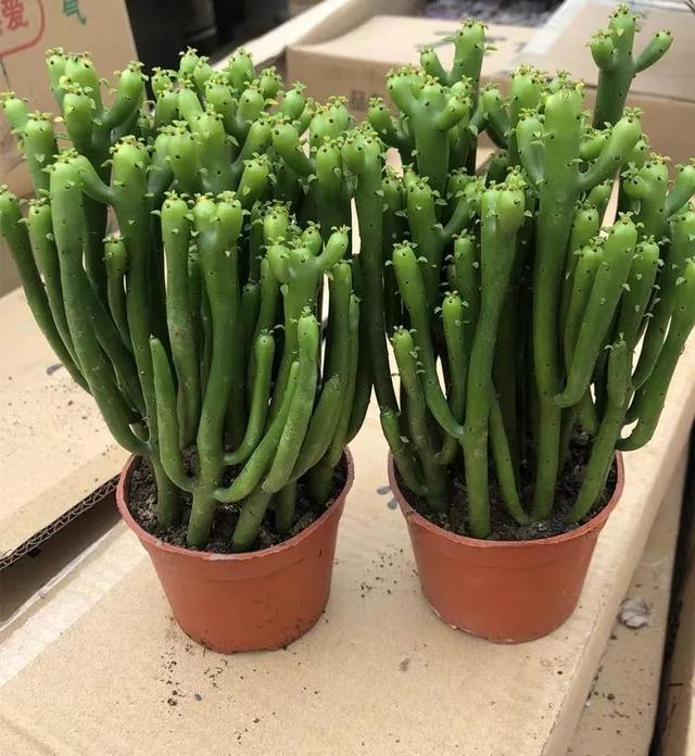 超萌多肉植物“光棍树”有毒吗？能养家里吗？种植需要注意什么？