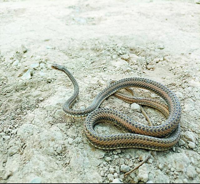 「关注生物多样性」新疆唯一特有蛇类——吐鲁番花条蛇发现始末