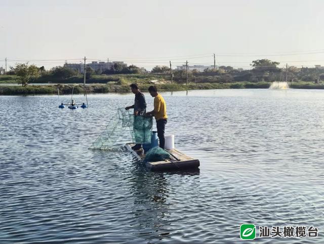 “虾+鱼+虾”生态混养模式到底有什么奥秘呢？