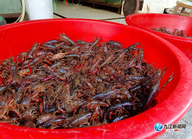 又到“龙虾季”，来看看九江市场上的龙虾行情→