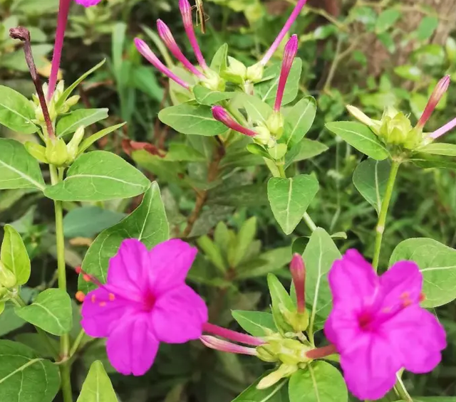 农村路边的紫茉莉，一到傍晚就开花，种植简单！