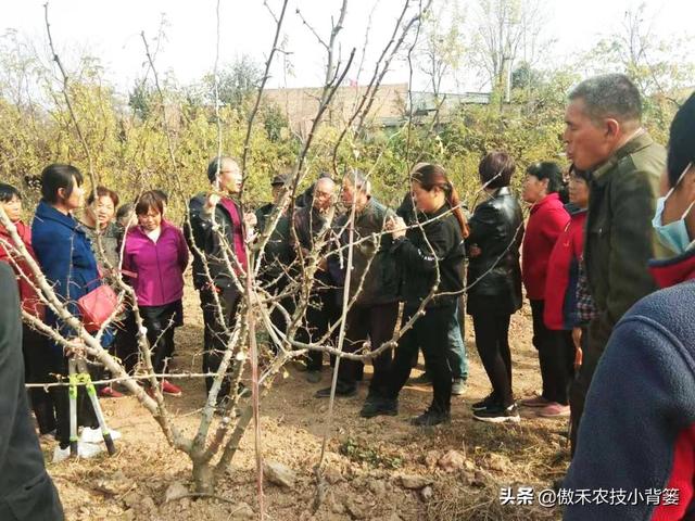 花椒树需要拉枝吗？哪种树与枝需要拉？几月份拉枝？如何操作？