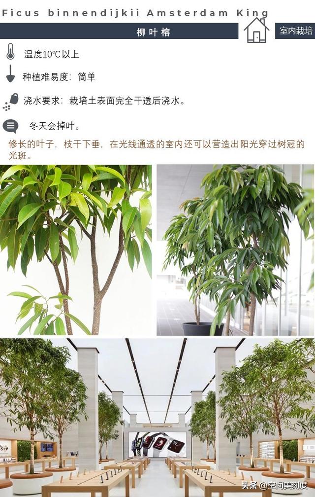 20种简约的绿植，它们经常出现在欧美室内设计大片中（文末福利）