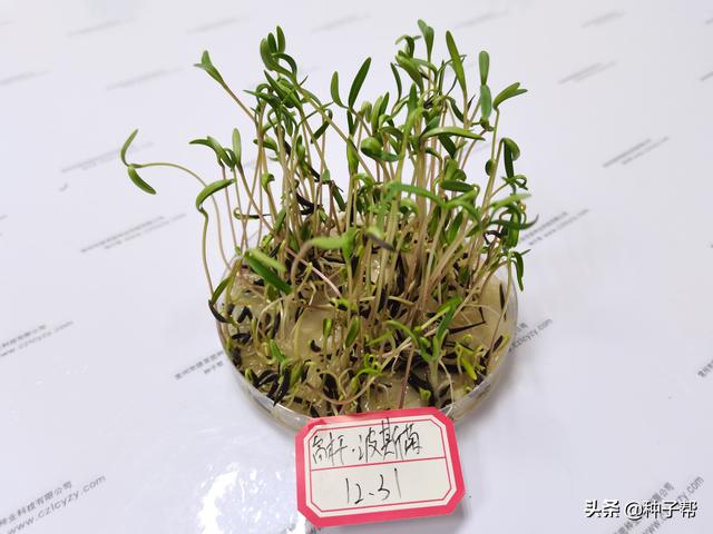 原来波斯菊就是格桑花，波斯菊什么时候种植开花最旺？