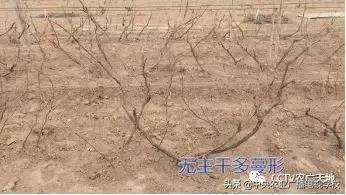 [农广天地]无核白鸡心葡萄种植技术