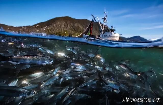 浙江渔业目前存在的资源过剩与管理问题，专家：这亟待解决