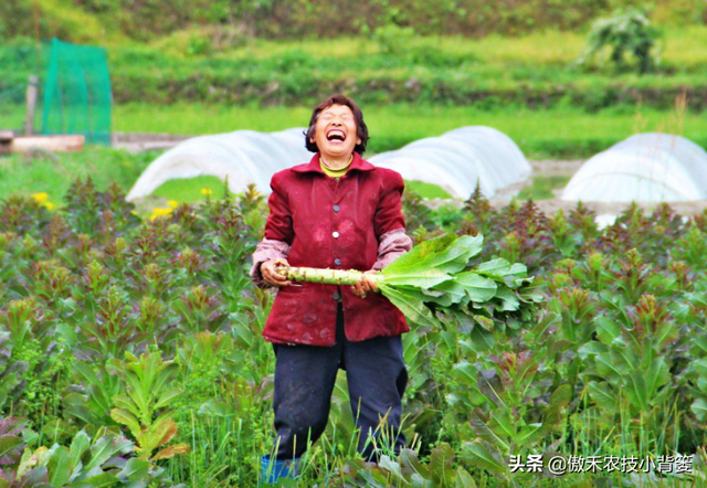 秋季10月种植哪些蔬菜最合适？田间管理上要重点抓好哪几点？