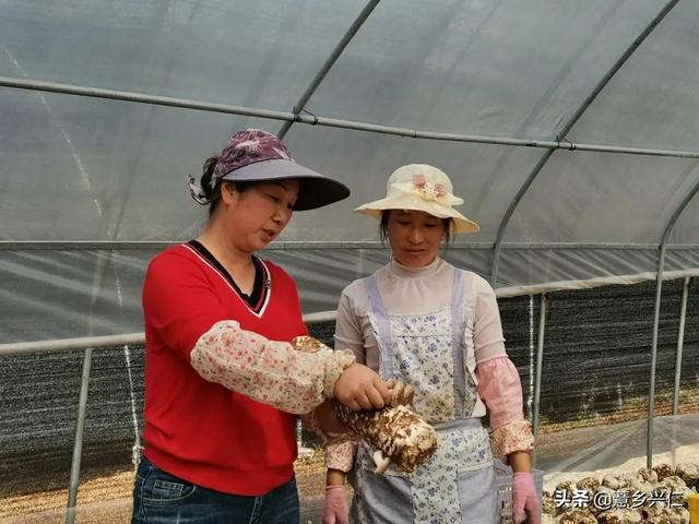 兴仁市鲁础营回族乡：香菇采摘忙 致富添动力