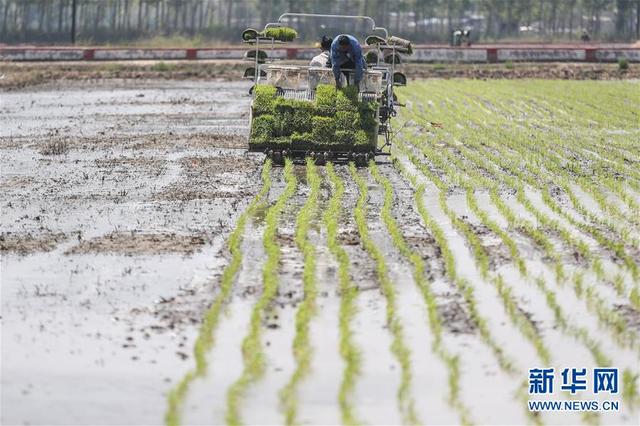 辽宁盘锦：水稻主产区插秧忙