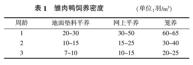 肉鸭养殖五大技术关键点的控制及方法