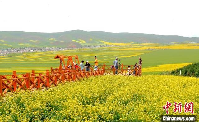 中国北方最大小油菜种植区“遍地流金”风光旖旎