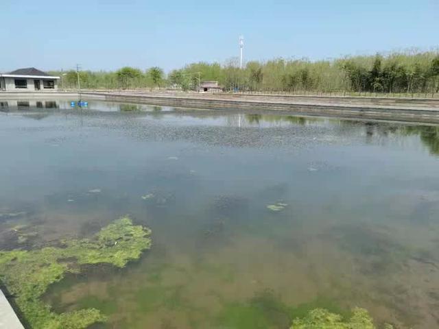 特产代言丨扬州新滩村：仿野生养殖，让甲鱼品质接近纯野生甲鱼