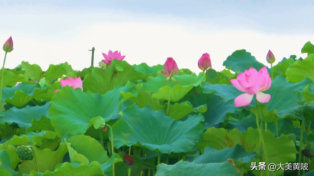 虾稻田里过暑假 来黄陂解锁夏日新玩法