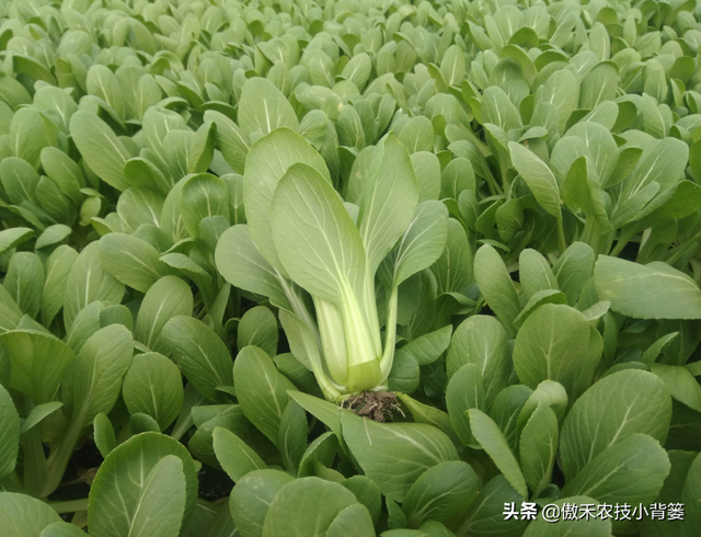 秋季10月种植哪些蔬菜最合适？田间管理上要重点抓好哪几点？