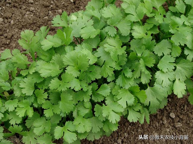 秋季10月种植哪些蔬菜最合适？田间管理上要重点抓好哪几点？