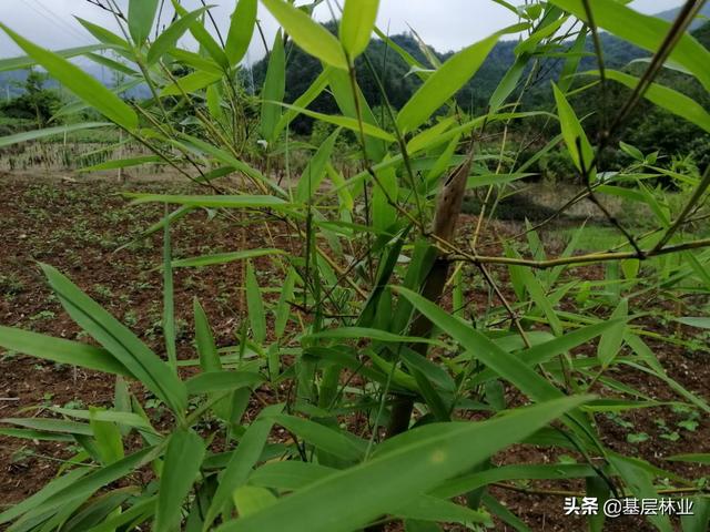 农村闲置的荒地种植反季节雷竹，亩年均收益过万，，该如何建园？