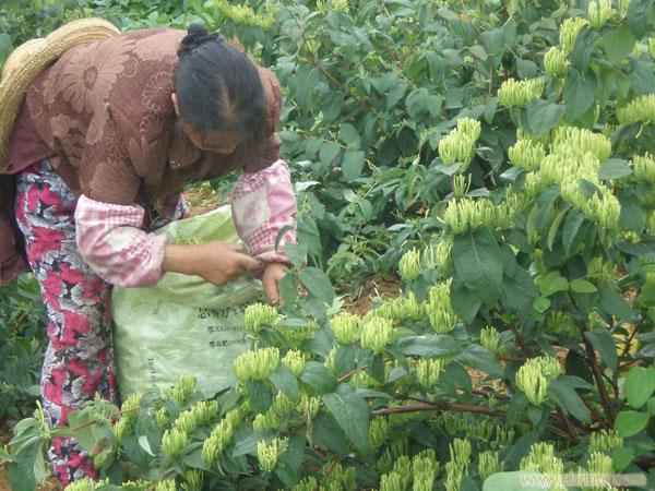 种植中药材也能致富？