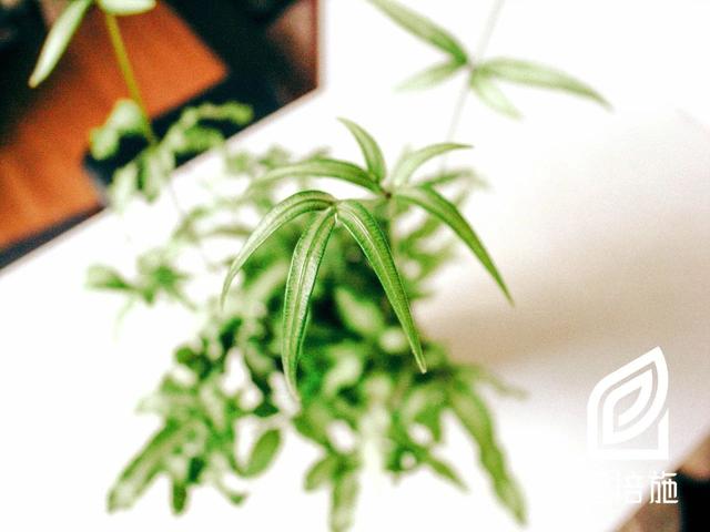 「植培施」凤尾蕨Pteris multifida 蕨类植物栽培手册