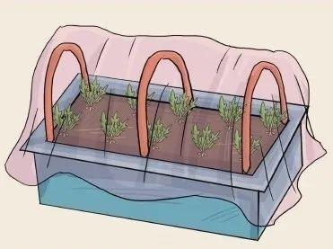 苦菊非常不耐寒，想在阳台收获肥嫩的苦菊还得掌握些小技巧