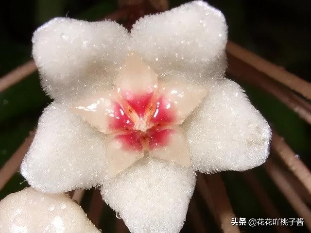 皮实又好养的“懒人”浓香花卉植物——银斑球兰，你见过吗？