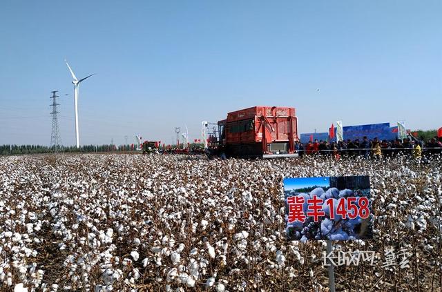 走进农科院·看科技力量⑦｜棉生“白金” 花开满田