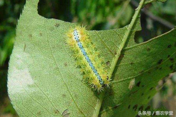 害虫成餐桌美味，价格不菲！有人养它发家致富，最后一种你见过？