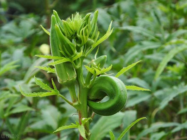 5月份江苏地区要种植这10种蔬菜啦