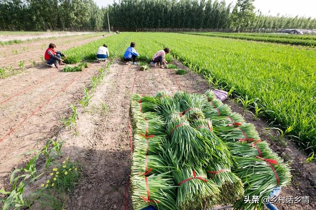 栽培小葱和韭菜，记得用好这几个方法，茎秆粗壮叶子黑绿油亮