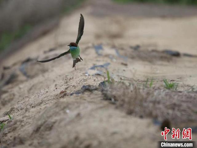 500余只蜂虎鸟在海南澄迈花场湾筑巢安家