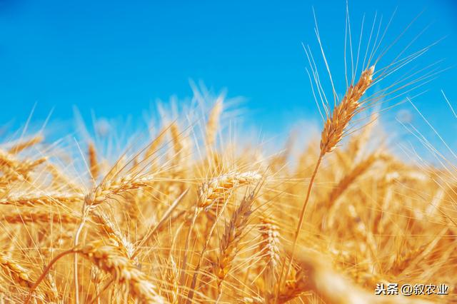 大麦丰产栽培技术，注意以下几点，其他基本不是事儿