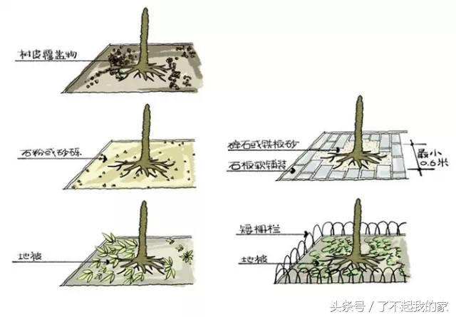 图解园林景观之乔木种植秘诀