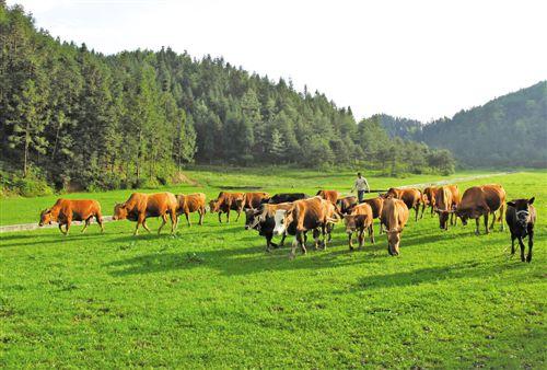 好消息！农村搞养殖可申请无息贷款