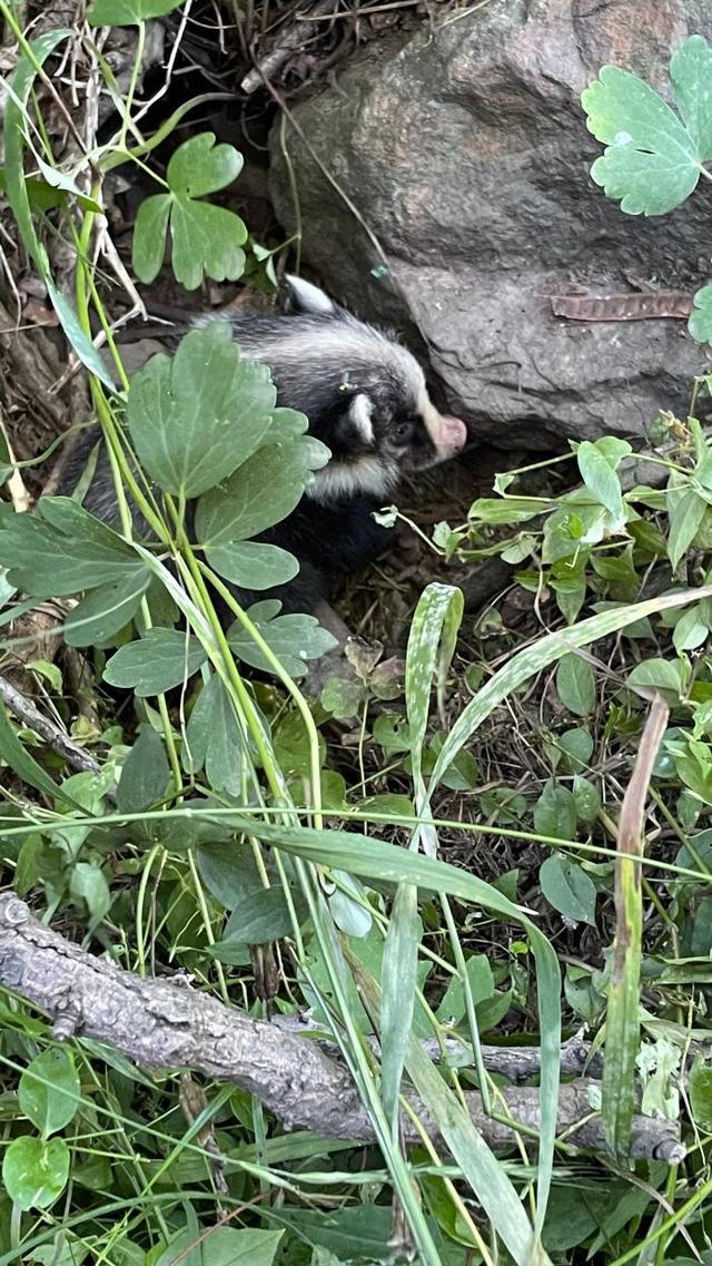 多年未见！滨州南部山区发现猪獾幼崽