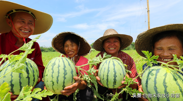 西瓜如何种植才能又大又甜又早上市？