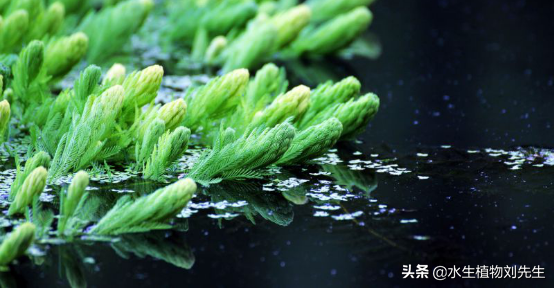 ​水生植物｜金鱼藻繁殖培育要点介绍