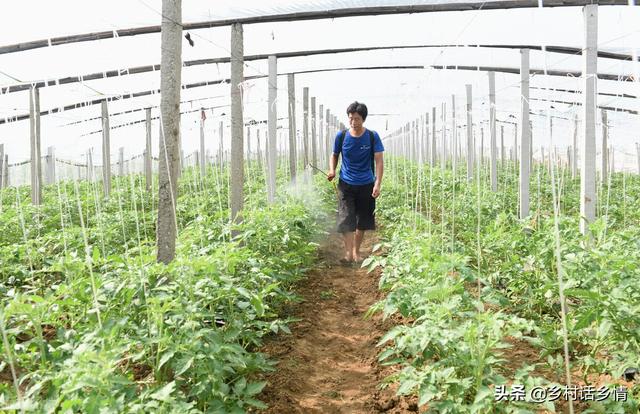 蔬菜种植和育苗大全来了，这些实实在在的经验，没人能告诉你