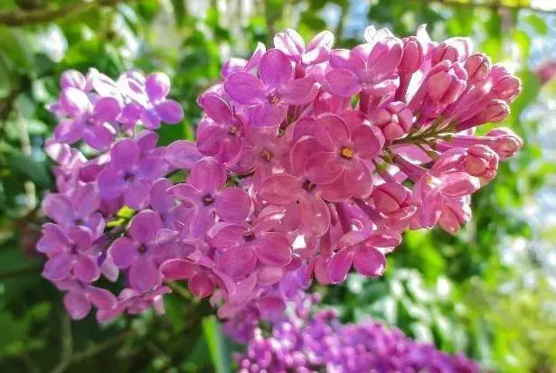 想要养殖好丁香花，掌握住这9个技巧，就可以看到繁花锦簇