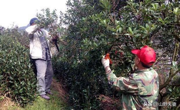 杨梅树种植经验和技术指导：什么季节修剪好？杨梅树如何修剪？