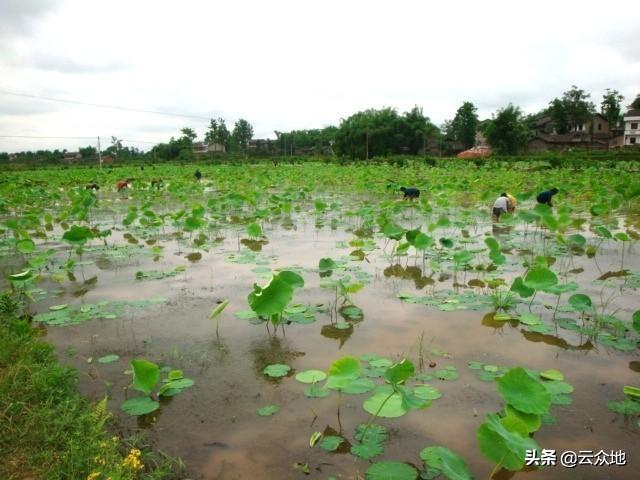 白莲田怎么除草效果好？超量使用药害重，应正确选药适量用药