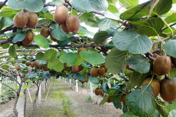 2018种猕猴桃赚钱吗？种植利润与投资成本及前景预测