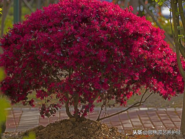 关于大规格红檵木树桩地栽树的栽植与养护方案