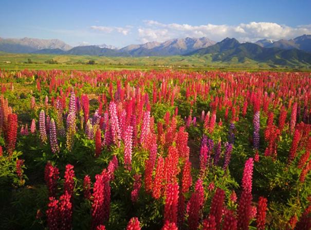 你知道什么是鲁冰花吗？歌中的鲁冰花养殖方法