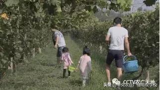 [农广天地]无核白鸡心葡萄种植技术