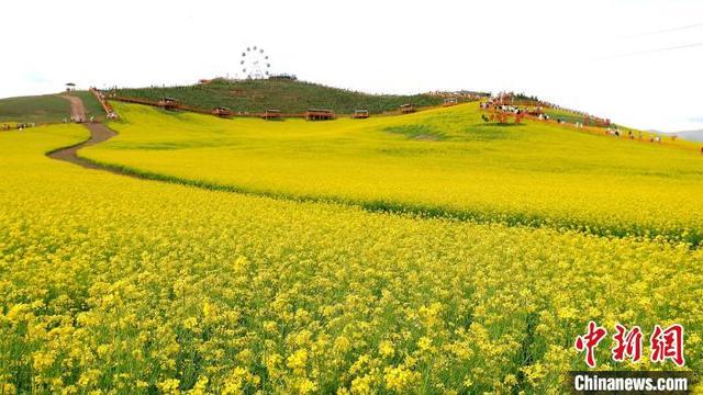 中国北方最大小油菜种植区“遍地流金”风光旖旎