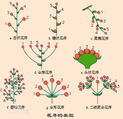 “树萝卜”，是长在树上的萝卜吗？