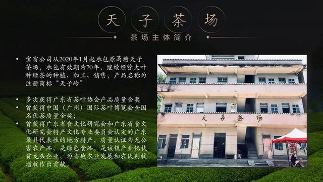 罗定天子茶