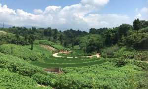 种植苎麻的前景(苎麻