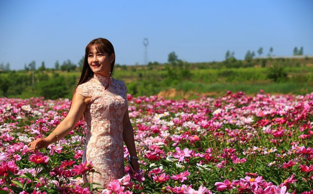 教你0基础栽种“花仙子”芍药，土壤选择很重要，明年开花美翻天